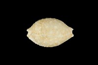 藏品(疙瘩寶螺)的圖片